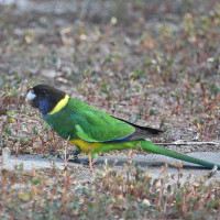 Australian Ringneck